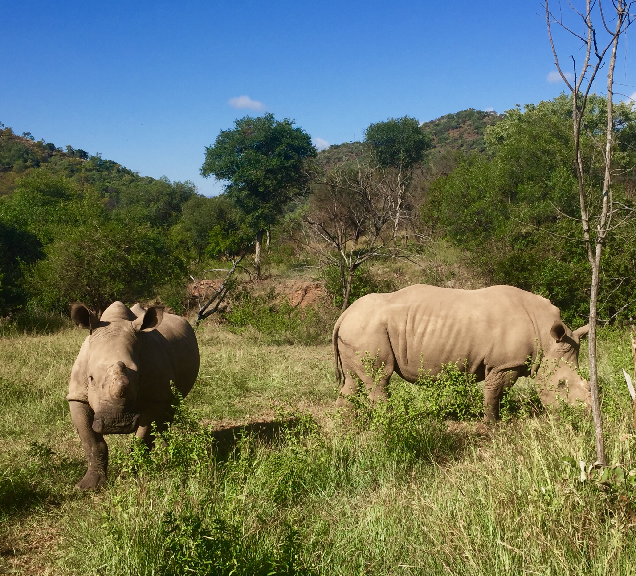 rhino poacher