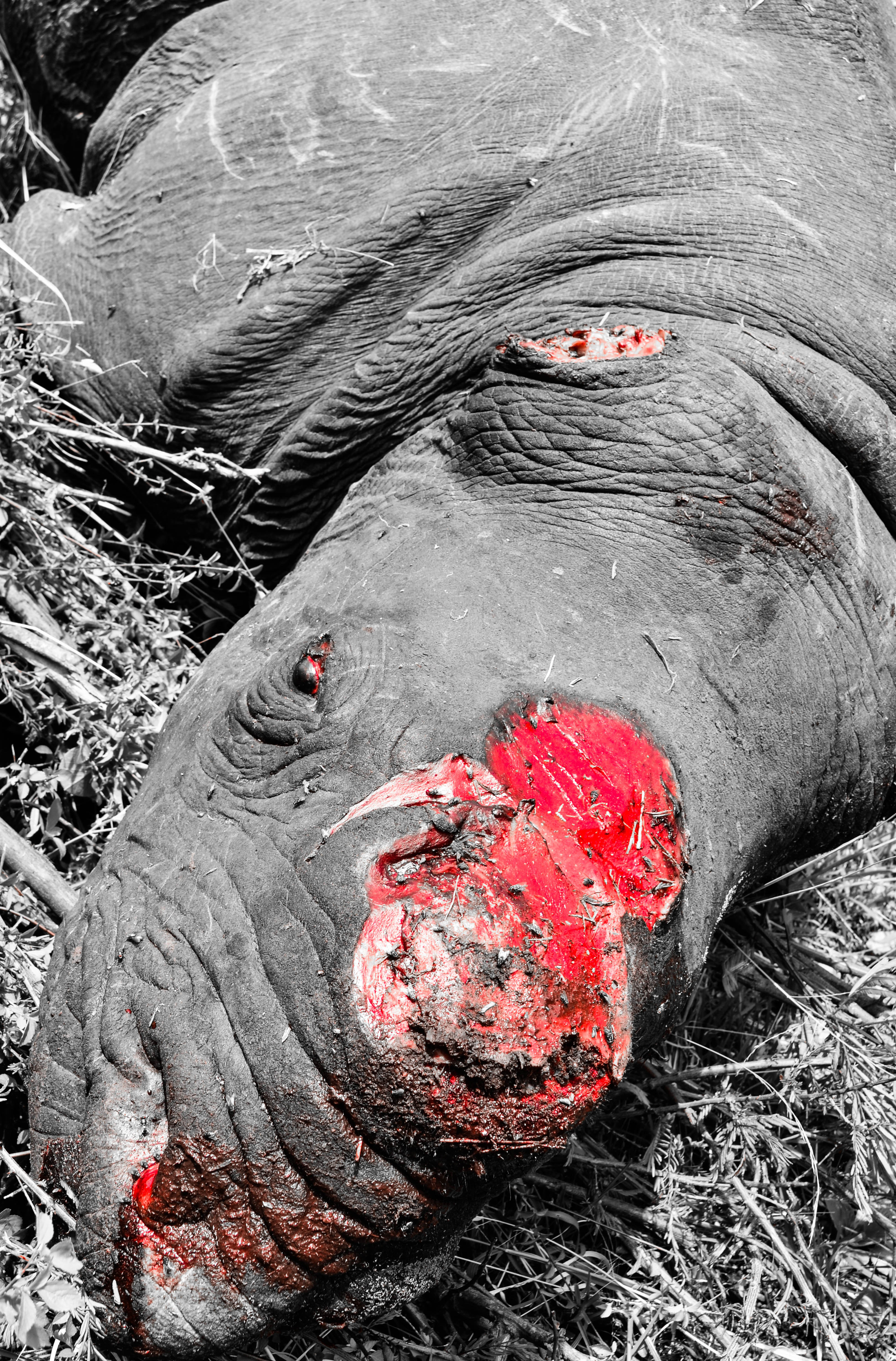 rhino poacher