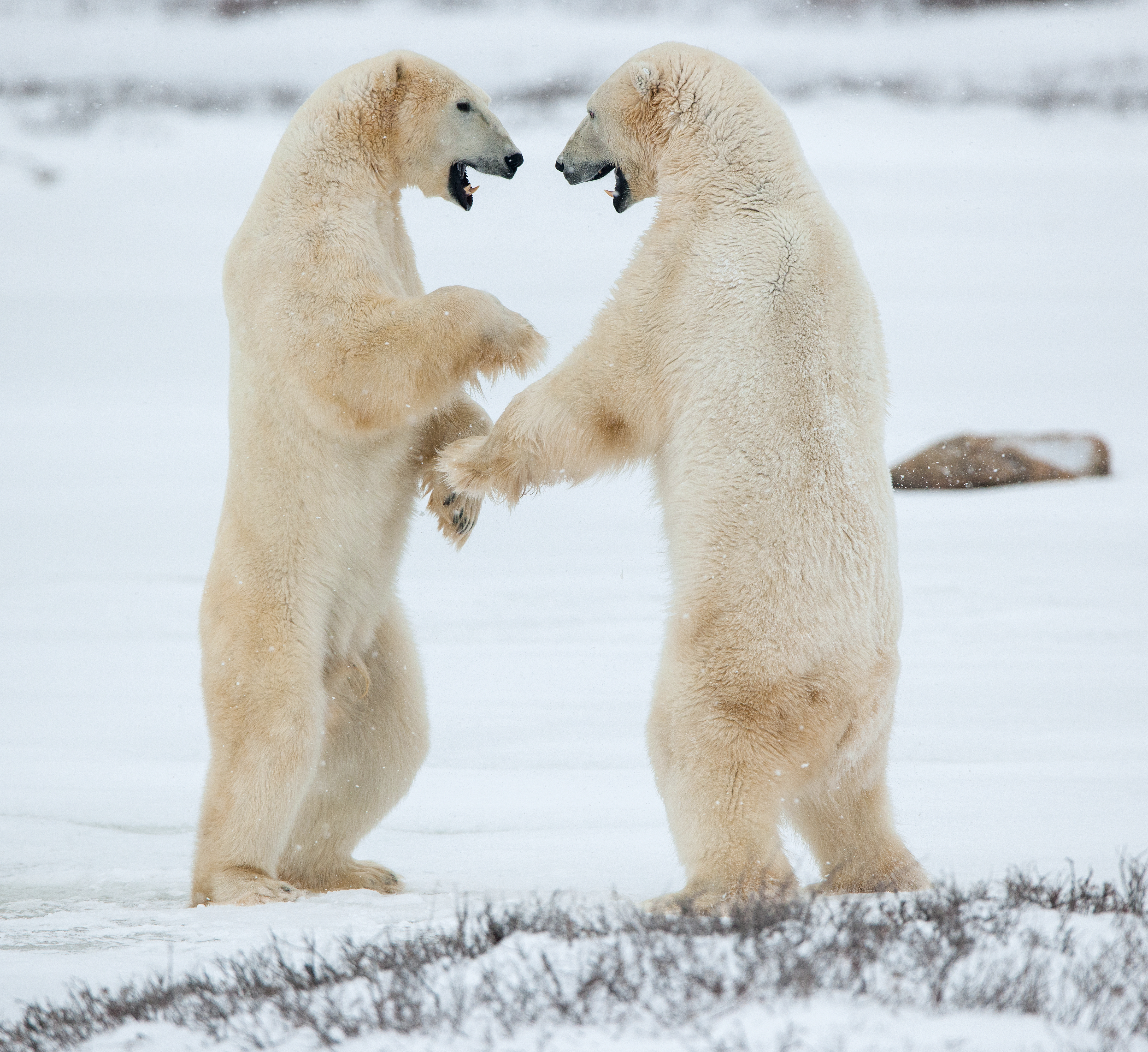 fight off polar bear
