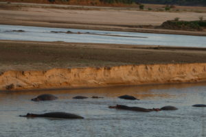 River Safari Zambia
