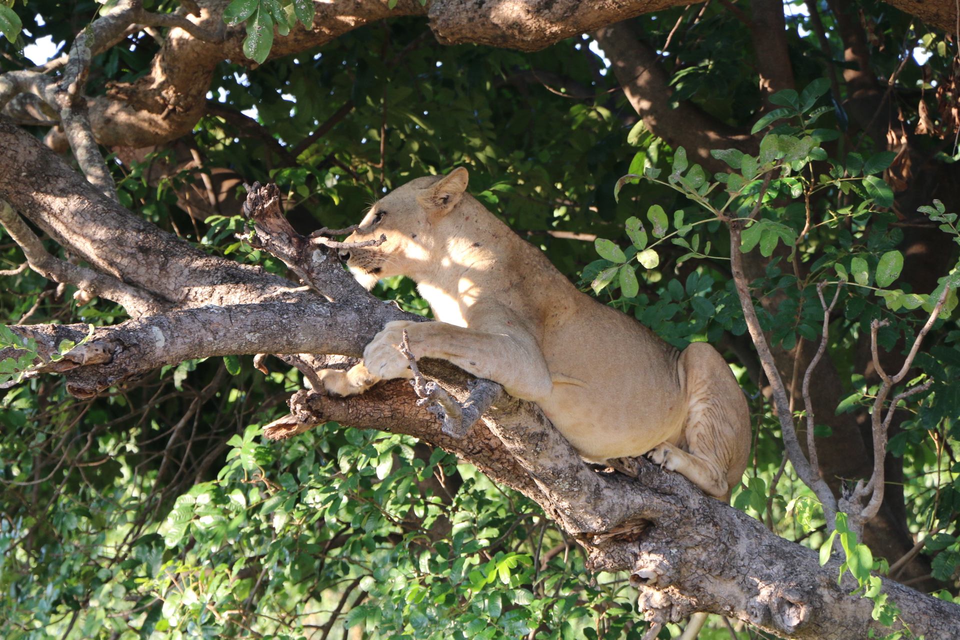 Lion Zambia Safari