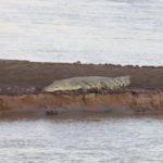 Crocodile Zambia Safari
