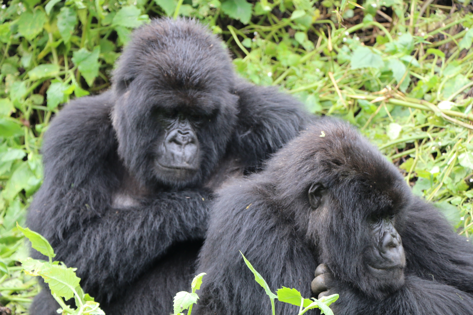 mountain gorillas